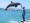 Dolphin Cove, Ocho Rios, Saint Ann, Things to Do Montego Bay Jamaica